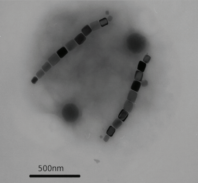 /TEM/Magnetobacterium bavaricum2.png